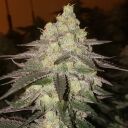 BANANA DADDY AUTO RBX2 - Image 2