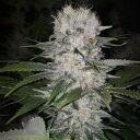 SKUNK HERO RBX1 - Image 2