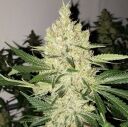 SUPER LEMON HAZE F5 - Image 2