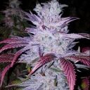 EARLY LEMON BERRY RBX - Image 2