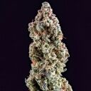 MANDARIN COOKIES R3 - Image 2