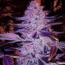 FORBIDDEN ZKITTLEZ BX2 - Image 2