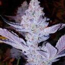 GMO ZKITTLEZ F1 - Image 2