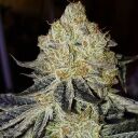 MANDARIN ZKITTLEZ F-1 - Image 2