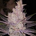 ORANGE KUSH CAKE R1 - Image 2