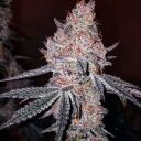 STRAWBERRY COOKIES OG R1 - Image 2
