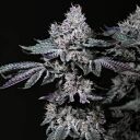 NUGGZ R1 - Image 2