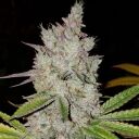 LILAC DIESEL AUTO RBX2 - Image 2