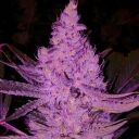 PURPLE MAJIK R1 - Image 2