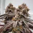 BIG DETROIT ENERGY R1 - Image 2