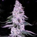 ETHOS HASH PLANT BX1 - Image 2