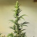 ETHOS HAZE IBL - Image 2