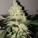 LILAC DIESEL BX4 - Image 2