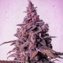 MANDARIN ZKITTLEZ R1 - Image 2