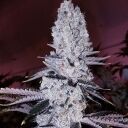 MANDARIN COOKIES R1 (ORIGINAL) - Image 2