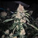 Lemon Whhip Haze (SLH IBL B Line) - Image 2