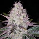 LEMON BERRY CANDY OG - Image 2