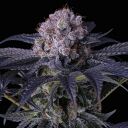 GRAPE BALLS OF FIRE Rbx - Image 2