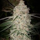 PLUTO CUT AUTOFLOWER RF3 - Image 2