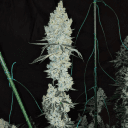 LEMON CHERRY PIE R1 - Image 2