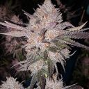 OG KUSH AUTOFLOWER - Image 2