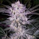LILAC COOKIES BX2 - Image 2