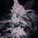 HEADBAND COOKIES BX1 - Image 2