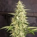 INZANE AUTO - Image 2