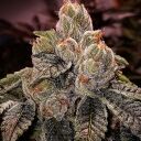 OGDLUX BX3 - Image 2