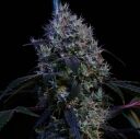 SUPER LEMON HAZE RBX3 - Image 2