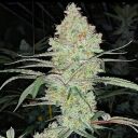 SUPER LEMON HAZE IBL V1 - Image 2