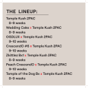 TEMPLE KUSH 2Pac B LINE M/F MULTIPACK - Image 2
