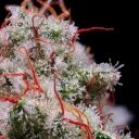 PEACH CRESCENDO AUTO RF3 - Image 2