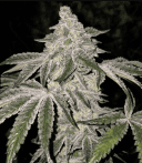 Atomic Leisure R1 - Image 2