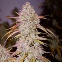 LEMON OG HAZE F-4 - Image 2