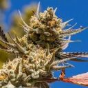 LEMON BERRY CANDY OG R2 - Image 2