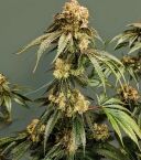 DIRTY BANANA GEN1 - Image 2