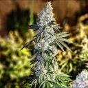 GEN 1 DUET - Image 3