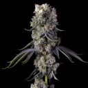 GRANDPA’S COOKIES R1 - Image 2