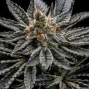 END GAME R2 - Image 2