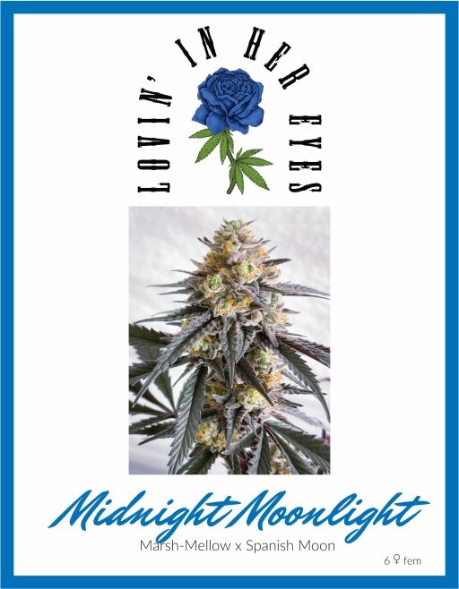 Midnight Moonlight (LOVIN)