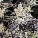 ETHOS COOKIES R2 - Image 2