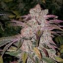 PURPLE THAI AUTOFLOWER RBX1 - Image 2
