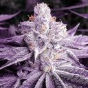 LILAC OG BX1 - Image 2