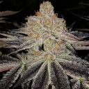 PURPLE ZKITTLEZ RBX - Image 2