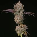 XXX - Image 2
