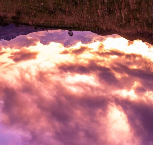 Temple Kush F2 B line