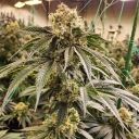 DIRTY BANANA GEN1 - Image 3