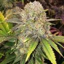 MASTER KUSH RBX - Image 2
