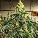 SOUR G R1 - Image 2